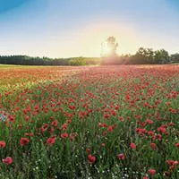 Wiese wird von der Sonne angestrahlt